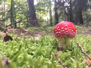 Close-up of mushroom growing in forest