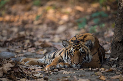 Close-up of tiger