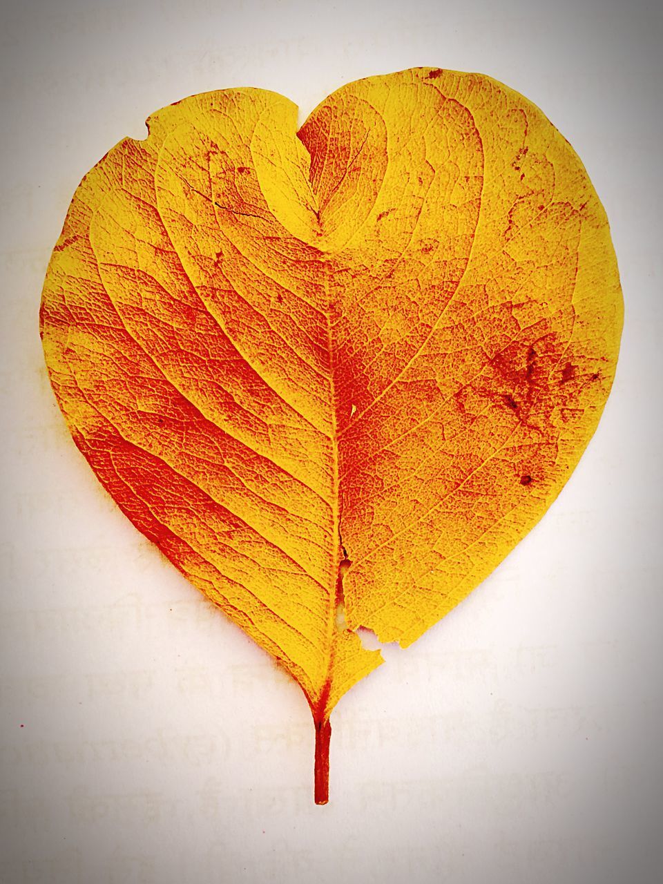 CLOSE-UP OF YELLOW HEART SHAPE LEAF ON WHITE SURFACE