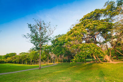 Trees on field against sky