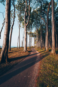 Dirt road amidst trees on field against sky