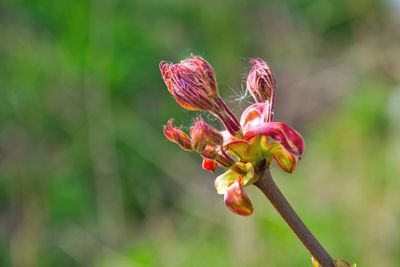 Close-up of red flowering plant