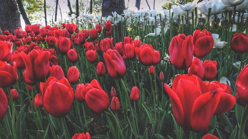 Red tulips blooming in field