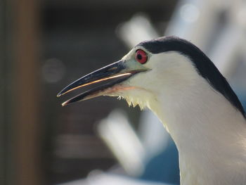 Close-up of bird