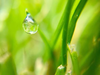 Close-up of water drops on plant