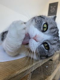 Close-up portrait of a cat