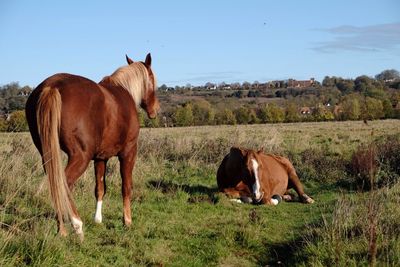 Cow grazing on field against sky