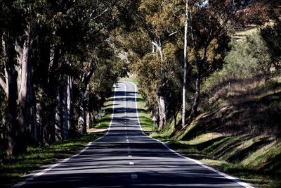 Road amidst trees