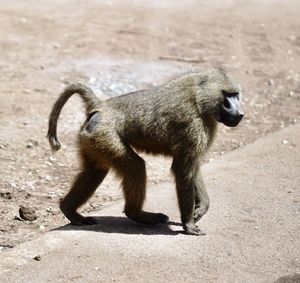 Side view of elephant walking on field