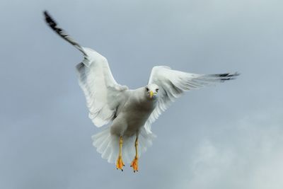 Low angle view of seagull flying against sky