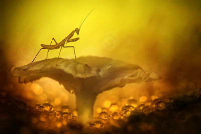 Close-up of little baby mantis on mushroom, with golden tone background