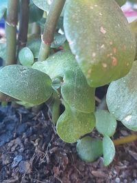 Close-up of wet plant