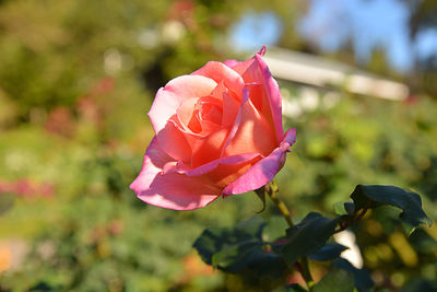 Close-up of pink rose