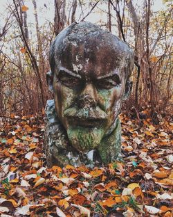 Close-up of man in tree