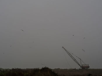 Low angle view of birds flying over the sky