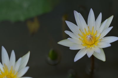 Close-up of white water lily blooming outdoors