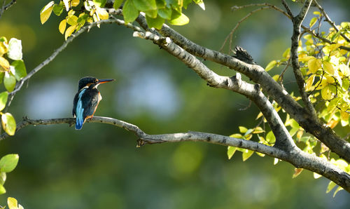 Close-up of a bird perching on a branch