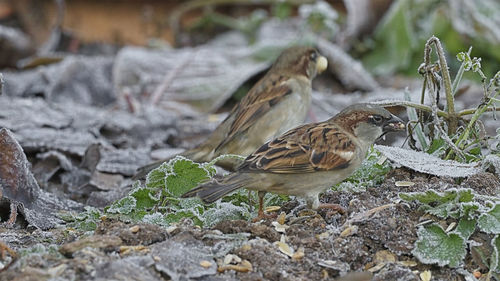 Close-up of bird perching on a field