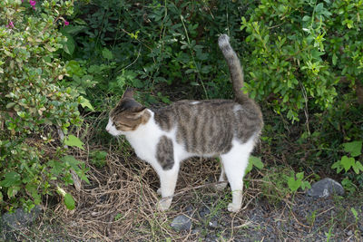 Cat on plants