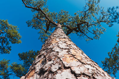 Low angle view of tree against clear blue sky