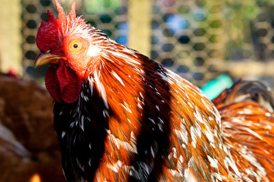 Close-up of rooster