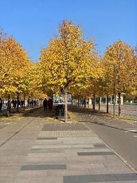 Street amidst trees in park during autumn