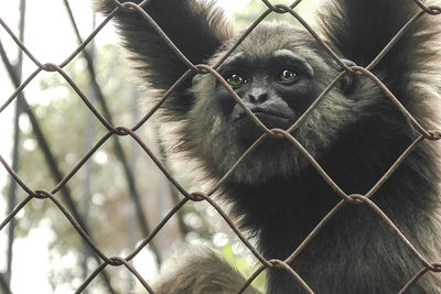 Portrait of a monkey in cage