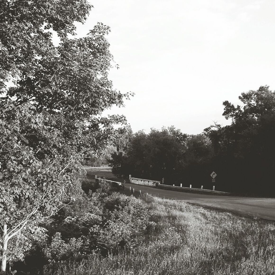 tree, clear sky, transportation, tranquility, growth, tranquil scene, nature, sky, field, road, landscape, empty, day, copy space, no people, outdoors, the way forward, plant, grass, non-urban scene