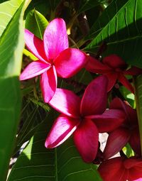 Close-up of frangipani blooming outdoors