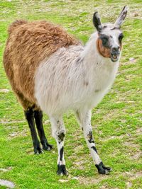 Horse standing in a field