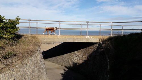 Horse on beach against sky