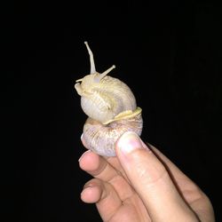 Close-up of hand holding snail against black background