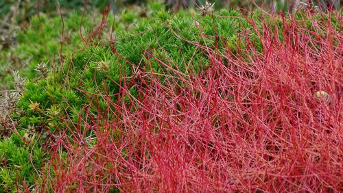 High angle view of grass on field
