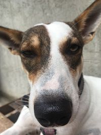 Portrait of dog relaxing at home