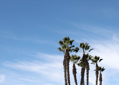 Low angle view of palm tree against sky