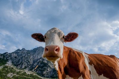 Portrait of cow against sky