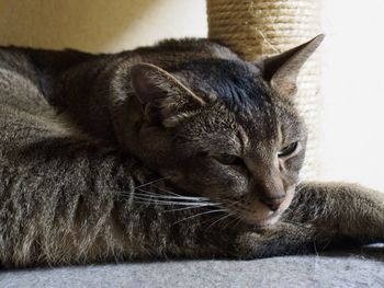 Close-up of cat lying down