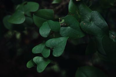 Close-up of plant