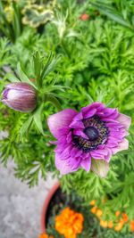 Close-up of purple flower blooming outdoors