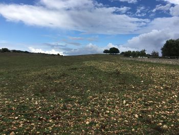 Scenic view of field against sky