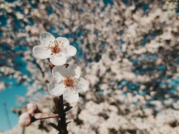 Close-up of white cherry blossom