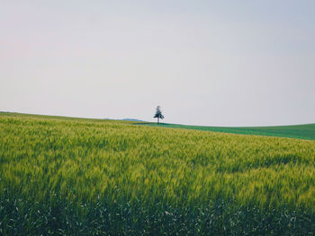 Scenic view of wheat field against clear sky