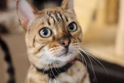 Close-up portrait of cat