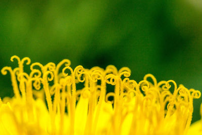 Close-up of yellow flowering plant on field