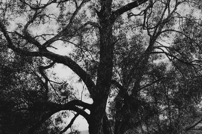 Low angle view of trees in forest against sky