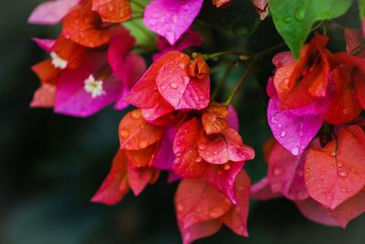 Close-up of wet purple flowering plants