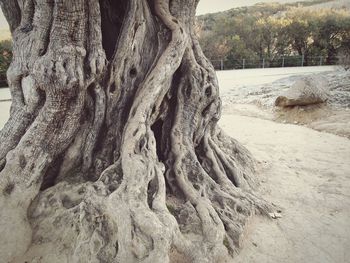 Close-up of tree trunk