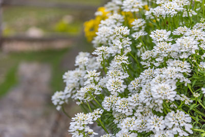 Close-up of white flowering plant in park