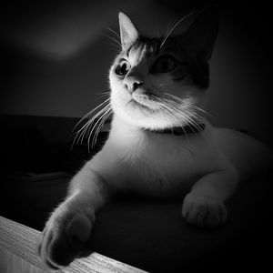 Close-up of cat looking away