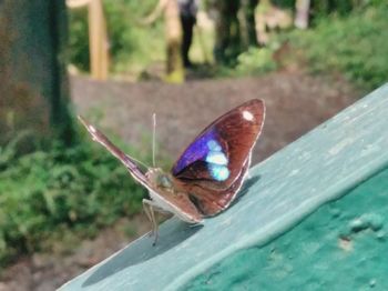 Close-up of butterfly on leaf